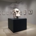 Henry Moore a Firenze