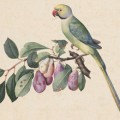 Jacopo Ligozzi a Palazzo Pitti
