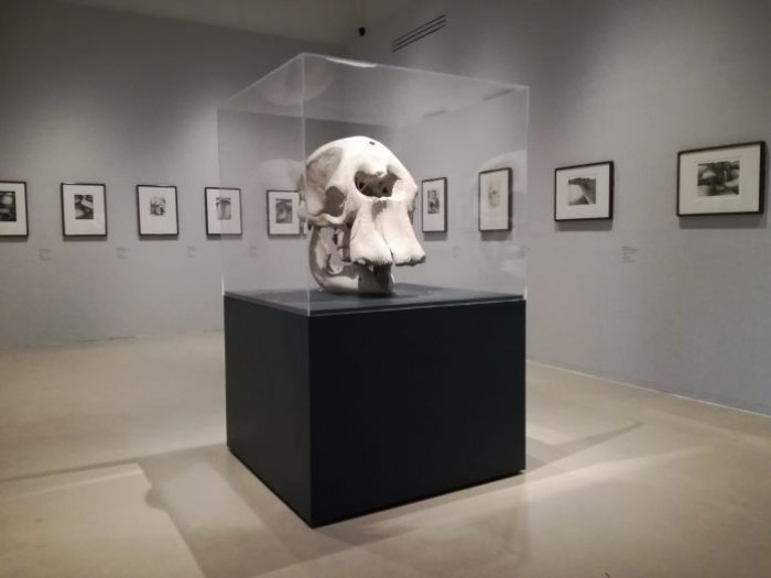 Henry Moore a Firenze